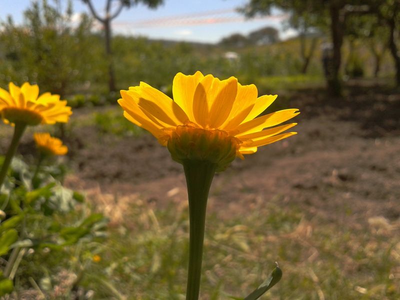 Glebionis (=Chrysanthemum) segetum